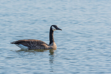Goose swimming in calm blue lake water on sunny day