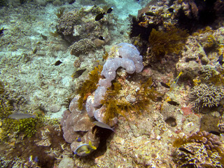 coral reef with coral in the ocean 