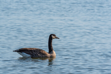 Fototapeta premium Goose swimming in calm blue lake water on sunny day