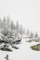 snow covered fir trees growing among huge boulders on the mountainside