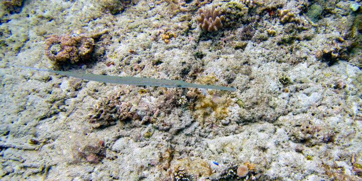 long rayed sand diver fish in the Indian ocean