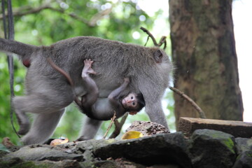 Monkey family. Monkey Forest. Bali, Indonesia, 2012