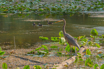 Great blue heron perched on log in lake near ducks and aquatic plants