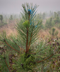 Blue paint over the top of young pine trees (Pinaceae) for protection against animals.