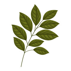 branch with leaves on a white background