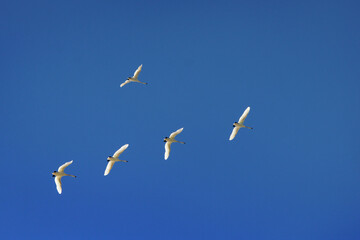 Flock of swans flying through blue sky. Migratory birds fly in the clear sky