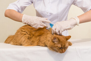 a veterinarian gives an injection to a cat in the back of the neck, an animal care clinic. a veterinarian treats a pet in the clinic