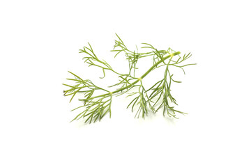 Closeup of dill leaf on white background