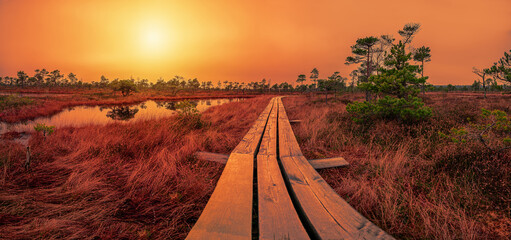 Sunset over bog with wooden path, small ponds and pine trees. Colorful sunset over swamp. Hiking...