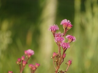 pink flowers in the garden