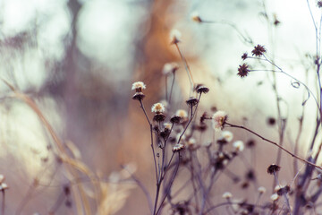 Watercolor-like winter scene with dried wildflowers in a field 