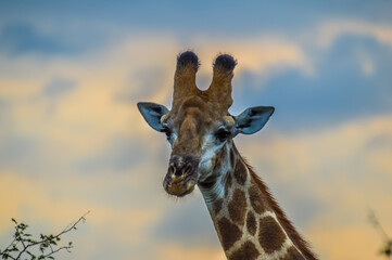 Portrait of a cute Giraffe while on a safari in a nature reserve