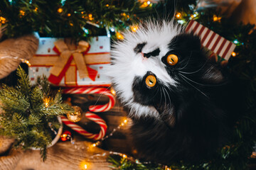 Funny Black cat on window sill under Christmas tree look into camera. Xmas flatlay, red gift presents box, ornaments home. Wallpaper, postcard greeting. Merry Christmas and Happy New Year. Top View.