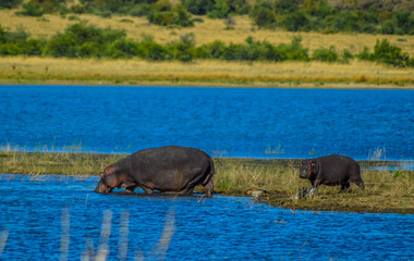 Naklejka na ściany i meble Hippoptamus and calf in blue water in Pilanesberg national park