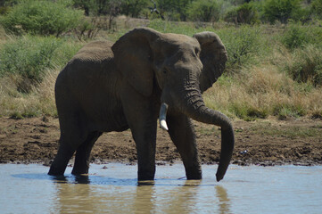 A family of Elephants in Kruger National Park