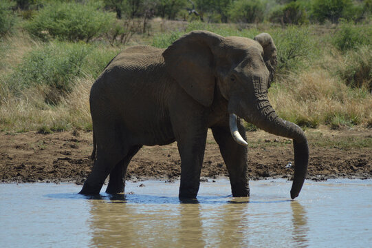 A family of Elephants in Kruger National Park