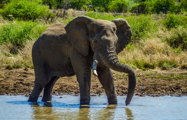 A lone male bull musth elephant showing aggressive behavior in a game reserve