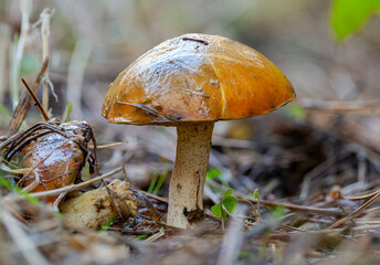 Slippery jack bolete found near Point Reyes, California