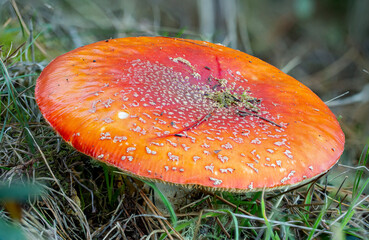Amanita muscaria, or fly agaric, found near Point Reyes, California