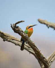 White fronted bee eater in Pilanesberg national park