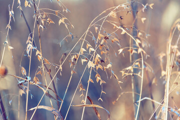 Watercolor-like winter scene with river oats and other dried grasses in a field 