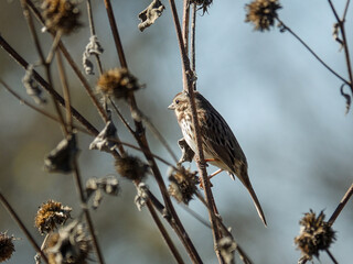 Song Sparrow on Sunflower