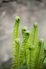 Macro photo of the fern