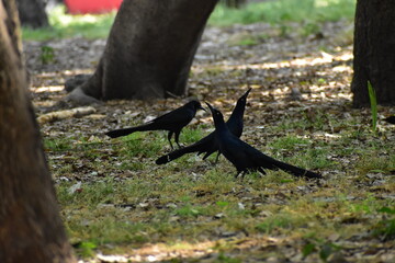 crows