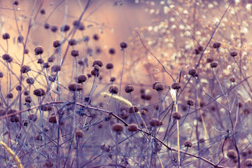 Watercolor-like winter scene with asters and other dried wildflowers in a field 