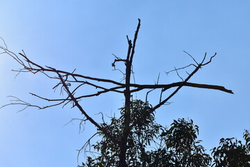 branches against blue sky