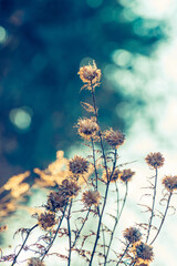 Watercolor-like winter scene with thistle and other dried wildflowers in a field 