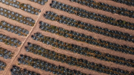 campos de agave azul para tequila