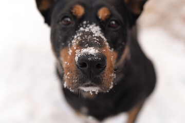 funny dog on the street sniffing snow, snow on the nose of the dog