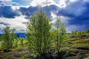 Natural landscape with trees and vegetation in the tundra