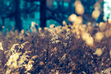Fototapeta premium Watercolor-like winter scene with goldenrod and other dried wildflowers in a field 