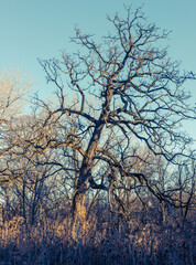 old bare tree in winter