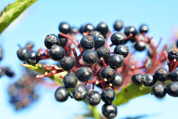 Berries ripe on the black grassy elder (Sambucus ebulus)
