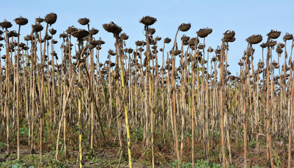 In the field ripe sunflower