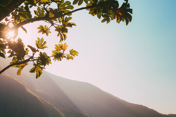 Beautiful, calm and brightful background of sunshine, green leaves, mountains and sky during sunset. Copy space