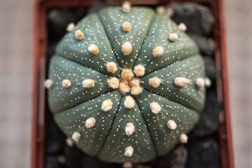 Astrophytum asterias cactus plant