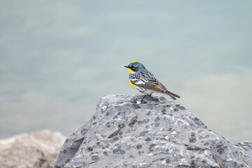 Yellow-rumped Warbler.(Setophaga coronata)