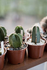 cactuses in a pot