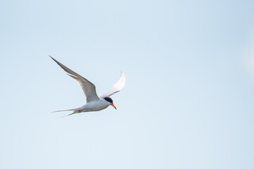 Common Tern (Sterna hirundo)