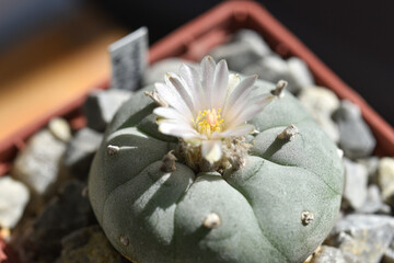 Flowering lophophora williamsii peyot hallucinogenic plant