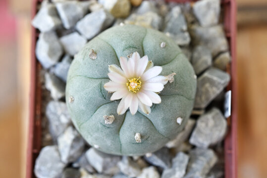Flowering lophophora williamsii peyot hallucinogenic plant