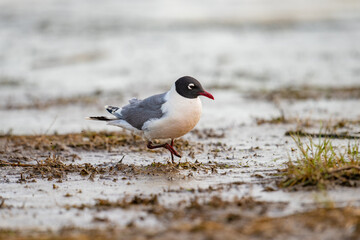 Franklin's Gull (Leucophaeus pipixcan)