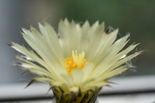 macro photo of a cactus flower