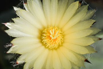 Close up of a flowering cactus - Astrophytum myriostigma