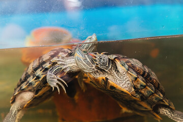 Domestic red-eared turtle in the aquarium. Pond slider. Trachemys scripta.