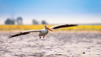 American White Pelican (Pelecanus erythrorhynchos)